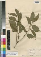 Holotype of Strychnos cooperi Hutch. & M.B.Moss [family LOGANIACEAE]