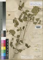 Paratype of Strychnos spinosa Lam. var. pubescens Baker [family LOGANIACEAE]