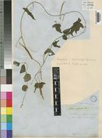 Ceratiosicyos laevis in Global Plants on JSTOR