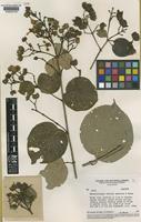 Isotype of Banisteriopsis valvata W.R.Anderson&B.Gates [family MALPIGHIACEAE]