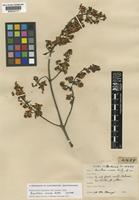 Isotype of Banisteria cinerea Rusby [family MALPIGHIACEAE]