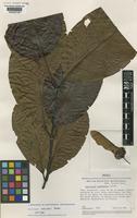 Isotype of Banisteriopsis schunkei B.Gates [family MALPIGHIACEAE]