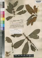 Chrysophyllum gorungosanum Engl. [family SAPOTACEAE]