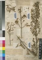 Plectranthus esculentus N.E.Br. [family LABIATAE]