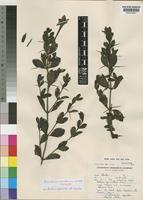 Isotype of Barleria molensis Wild [family ACANTHACEAE]