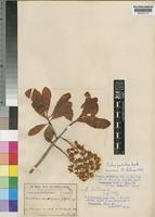 Ochna pulchra Hook.f. [family OCHNACEAE]