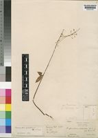 Plectranthus gracillimus (T.C.E.Fr.) Hutch. & Dandy [family LABIATAE]