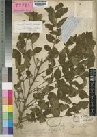 Neotype of Trichilia capitata Klotzsch [family MELIACEAE]