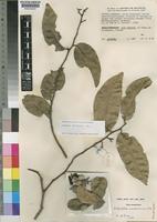Paratype of Dichapetalum zambesianum Torre [family DICHAPETALACEAE]