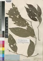 Isotype of Chailletia dichapetalum DC. var. macrophyllum Tul. [family DICHAPETALACEAE]
