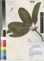 Isotype of Labramia mayottensis Labat, Pignal & Pascal [family SAPOTACEAE]