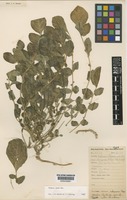 Type of Solanum uyunense Cárdenas [family SOLANACEAE]