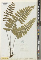 Asplenium excisum C.Presl [family ASPLENIACEAE]