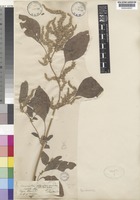 Type of Amaranthus scariosus Benth. [family AMARANTHACEAE]
