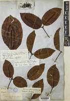 Syntype of Gnetum paniculatum Spruce ex Benth. [family GNETACEAE]