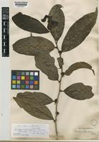 Isolectotype of Lacistema robustum Schnizl. [family LACISTEMATACEAE]