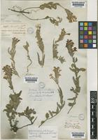 Verbena teucrioides Gillies&Hook. [family VERBENACEAE]