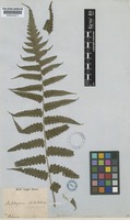 Type of Diplazium dilatatum Blume [family WOODSIACEAE]