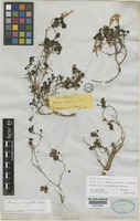 Type of Lamium garganicum L. subsp. pictum (Boiss. & Heldr.) P W.Ball [family LAMIACEAE]