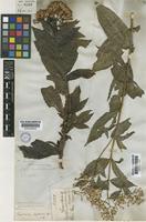 Chromolaena impetiolaris (Griseb.) Nicolson [family COMPOSITAE]