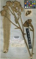 Espeletia schultzii Wedd. [family COMPOSITAE]