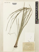 Type of Cyperus semifertilis S.T.Blake [family CYPERACEAE]