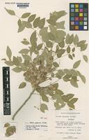 Ateleia popenoei Correll [family LEGUMINOSAE-PAPILIONOIDEAE]
