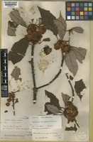 Type of Rhodoleia ovalifolia Ridl. [family HAMAMELIDACEAE]