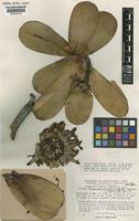 Isotype of Cardonaea jauaensis Aristeg., Maguire & Steyerm. [family COMPOSITAE]