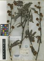 Lectotype of Mimosa dolens Vell. var. rigida (Benth.) Barneby [family LEGUMINOSAE-MIMOSOIDEAE]