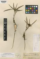 Isotype of Eriosema conwayi Rusby [family LEGUMINOSAE-PAPILIONOIDEAE]