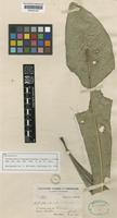 Isolectotype of Erythrochiton hypophyllanthus Planch. & Linden [family RUTACEAE]