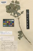 Isotype of Helietta glaucescens Urb. [family RUTACEAE]
