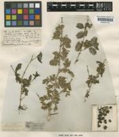 Isotype of Porlieria hygrometra Ruiz & Pav. [family ZYGOPHYLLACEAE]