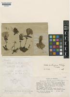 Type of Utricularia buntingiana P.Taylor [family LENTIBULARIACEAE]