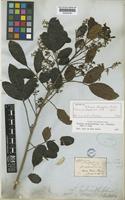 Isotype of Schinus rhoifolia Mart. [family ANACARDIACEAE]