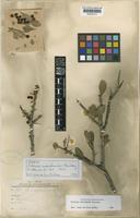 Isotype of Schinus marchandii F.A.Barkley [family ANACARDIACEAE]