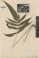 Pronephrium parishii (Beddome) Holttum [family THELYPTERIDACEAE]