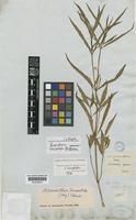 Isotype of Brandesia lanceolata Benth. [family AMARANTHACEAE]