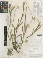 Isotype of Gomphrena chrestoides C.C.Towns. [family AMARANTHACEAE]