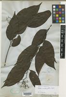 Isotype of Cordia scabrifolia A.DC. [family BORAGINACEAE]