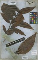 Matayba robusta Radlk. [family SAPINDACEAE]