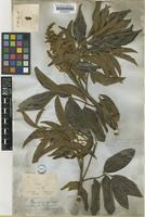 Matayba mollis Radlk. [family SAPINDACEAE]