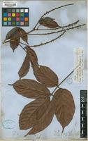 Isotype of Paullinia firma Radlk. [family SAPINDACEAE]