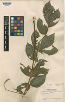 Paullinia boliviana Radlk. [family SAPINDACEAE]