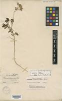 Isotype of Solanum commersonii Dunal var. pubescens Sendtn. [family SOLANACEAE]