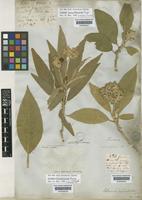 Solanum hebecarpum Salzmann [family SOLANACEAE]