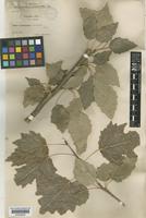 Populus alba L. var. virens [family SALICACEAE]