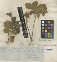 Populus euphratica Oliv. var. lanceolata [family SALICACEAE]