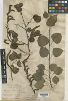 Populus tremula L. [family SALICACEAE]